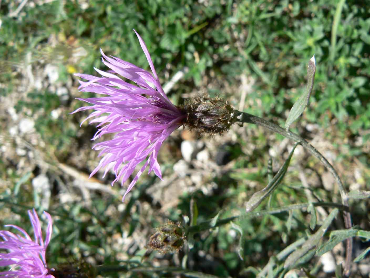 Centaurea da id